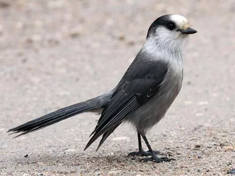 canada jay